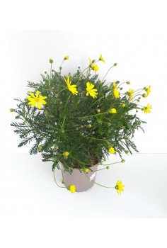 EURIOPS VERDE 5L (alt:...