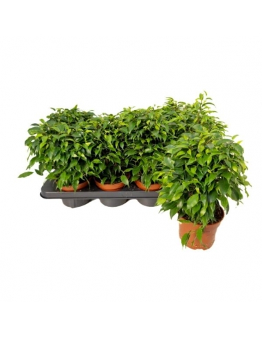 FICUS NATASJA C-12 (alt: 30cm)...