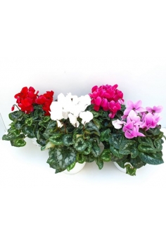 CYCLAMEN TARRINA MIX T-22...