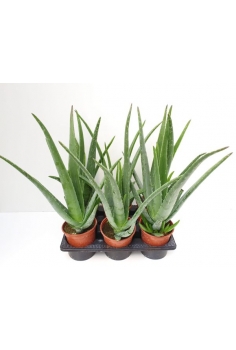 ALOE VERA C-13 (alt:...