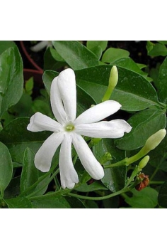 JAZMINUM AZORICUM 5L (caña...