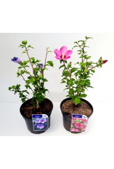 HIBISCUS SYRIACUS 10L (alt:...