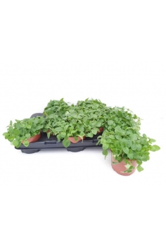 ORIGANUM VULGARE C-13 (alt:...