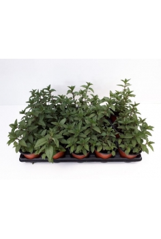 MENTA CHOCOLATE C-11 (15cm)...