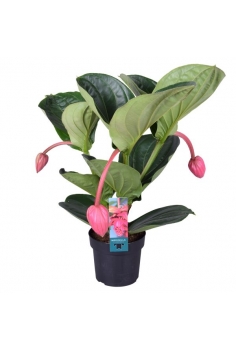 MEDINILLA MAGNÍFICA C-17 (3...
