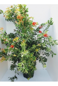 CALLISTEMON 25L (160-180cm)...