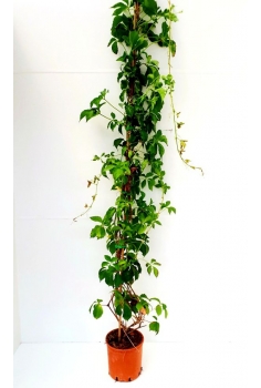 AMPELOPSIS QUINQUEFOLIA 4L...