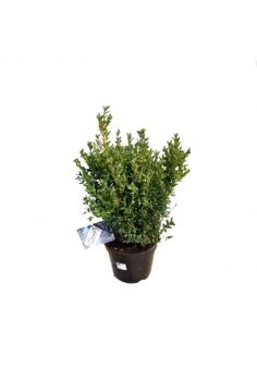 BUXUS C-24 (alt: 60cm)...