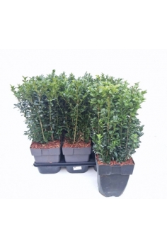 BUXUS C-17 (alt: 40cm)