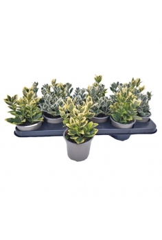 EUONIMUS MIX C-11 (alt:...