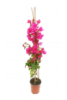 BUGAMBILIA FUXIA 3L (alt:...
