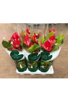 ANTHURIUM MELODIA C-17...