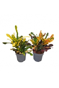 CROTON PICTUM C-19 (alt: 45cm)