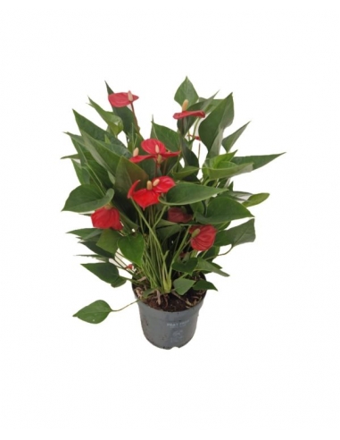 ANTHURIUM MILLION C-12 (alt: 35cm)...