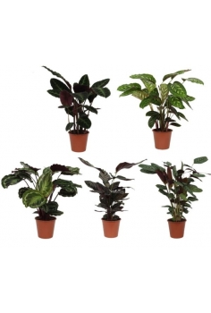 CALATHEA MIX C-19 (alt:...
