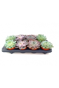 ECHEVERIA C-12 mix (15cm)...