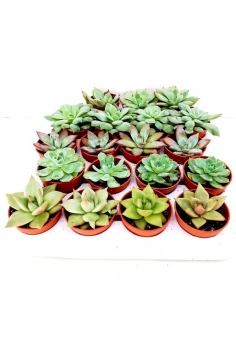 ECHEVERIA C-5,5 mix (10cm)...