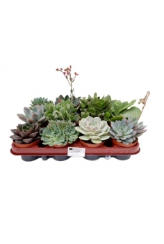 ECHEVERIA MIX C-8.5...