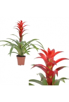 GUZMANIA ROJA C-13 (alt:...