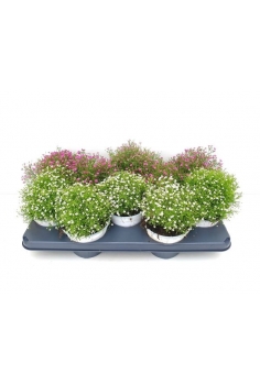 GYPSOFILA MIX C-13 (20cm)...