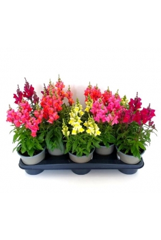 ANTIRRHINUM MIX C-13 (20cm)...