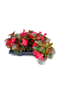 BEGONIA BIG NEGRA ROJA C-13...