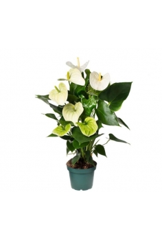 ANTHURIUM BLANCO C-14 (alt:...
