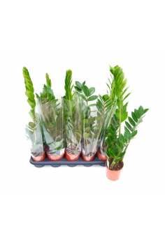 ZAMIOCULCAS C-12 (alt:...