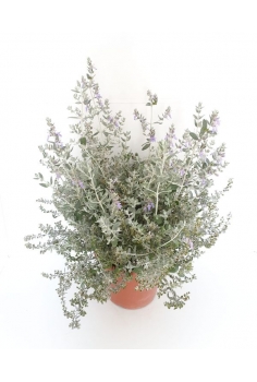 TEUCRIUM 10L (alt: 55-65cm)...