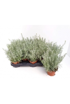 HELICHRYSUM (curry) C-14...