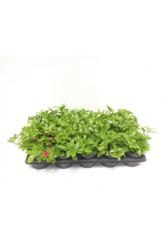 APTENIA CORDIFOLIA C-11...