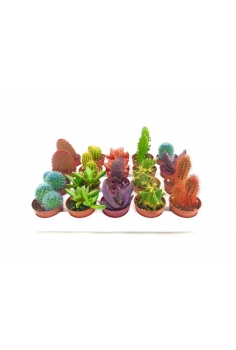 CACTUS MIX PINTADO C-5,5...
