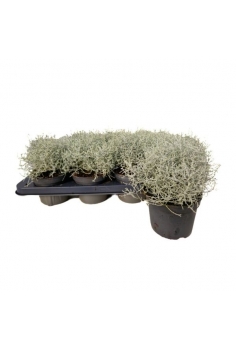 CALOCEPHALUS C-12 (20cm)