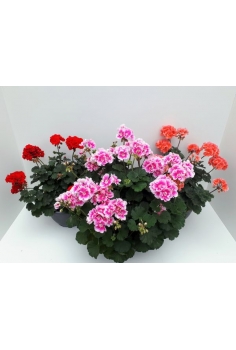 GERANIO ZONAL TARRINA C-25...