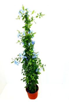 PLUMBAGO AZUL 5L (caña...