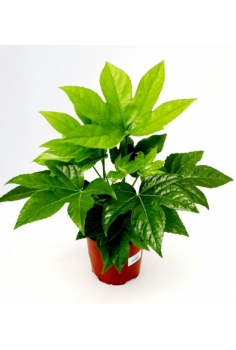 ARALIA C-13 (alt: 25-30cm)...