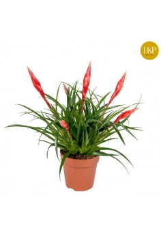 VRIESEA ASTRID C-12 (alt:...