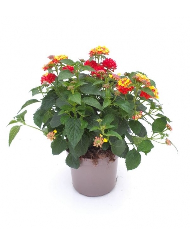 LANTANA CAMARA BANDERA 3L (alt:...