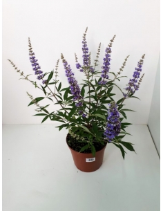 VITEX 3L agnus