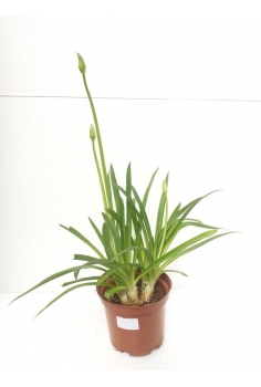 AGAPANTHUS BLANCO 4L (alt:...