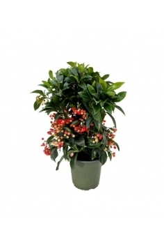 ARDISIA CRENATA C-14 (alt:...