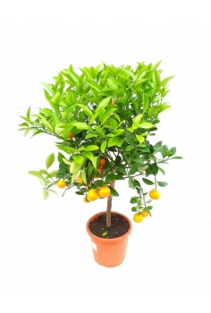 CALAMONDIN C-22 (100cm)...