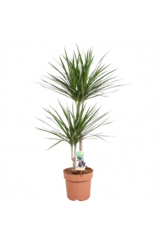 DRACENA MARGINATA C-17 / 2...