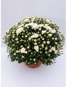 E-CHRYSANTHEMUM TARRINA...