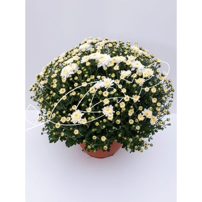 E-CHRYSANTHEMUM TARRINA BLANCO 6L...