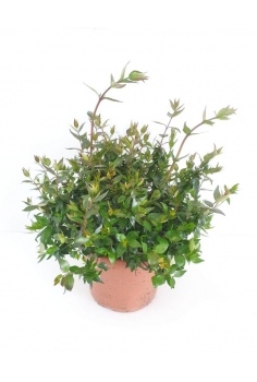 ABELIA FLORIBUNDA 10L (alt:...