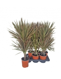 DRACAENA BICOLOR C-17 (2...