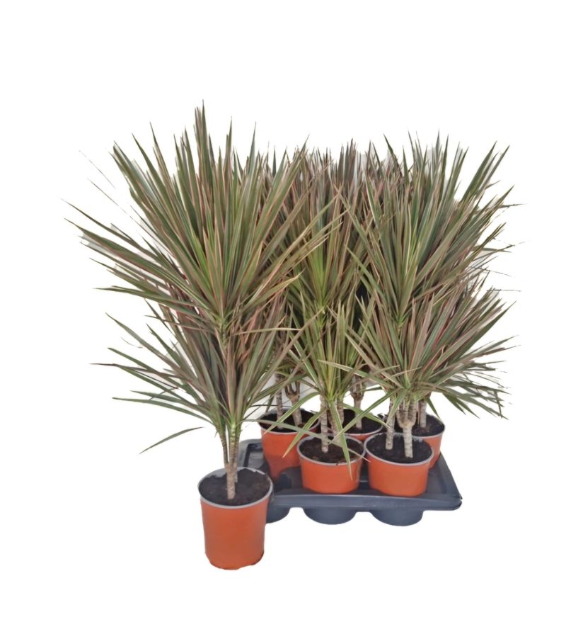 DRACAENA BICOLOR C-17 (2 troncos /...