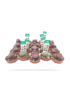 LITHOPS C-5,5 (8cm)...