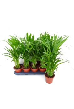 ARECA C-12 (alt: 35cm)...